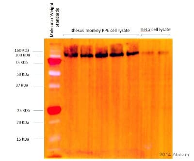 Anti-LAMP2 antibody [H4B4] - Lysosome Marker(AB25631)