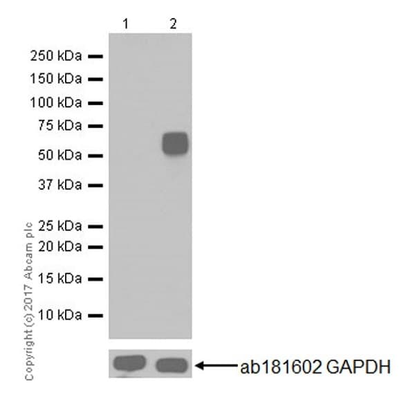Anti-c-Fos antibody [EPR20769](AB214672)
