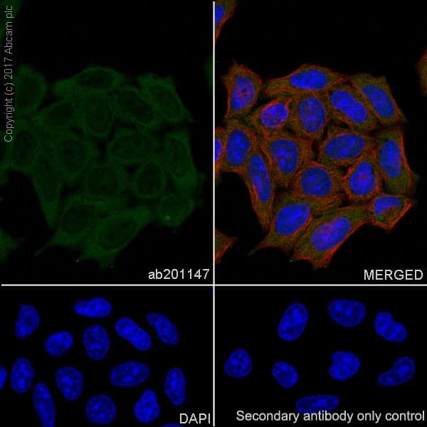 Park7 Dj1 Antibody Epr19466 105 Ab201147  Immunocytochemistry Immunofluorescence Img14837