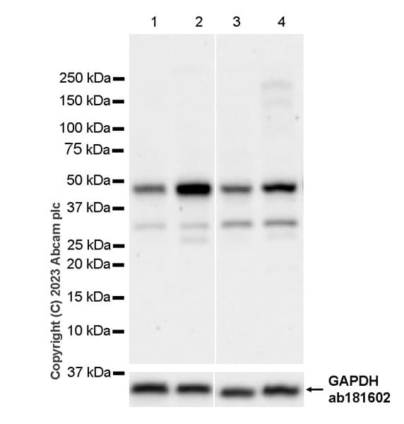 Anti-DOM3Z antibody [EPR27511-140] - BSA and Azide free(AB314125)
