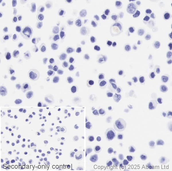 Anti-ErbB2 / HER2 antibody [EP1045Y](AB134182)