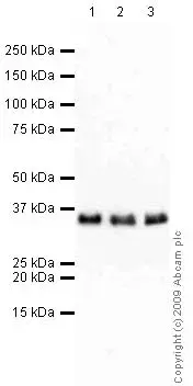 Anti-RPA32/RPA2 antibody [9H8](AB2175)