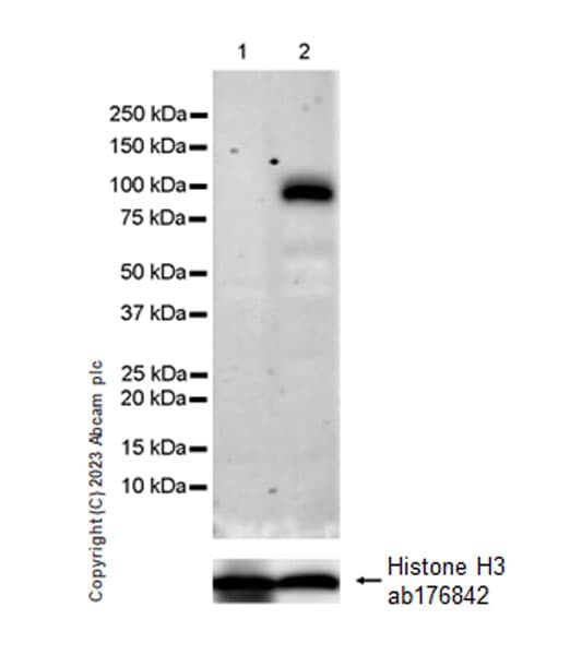 Anti-Histone H3 antibody [EPR16987] - Nuclear Marker and ChIP Grade(AB176842)