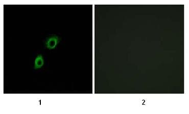 Insl4 Antibody Ab75061  Immunocytochemistry Immunofluorescence Img71076