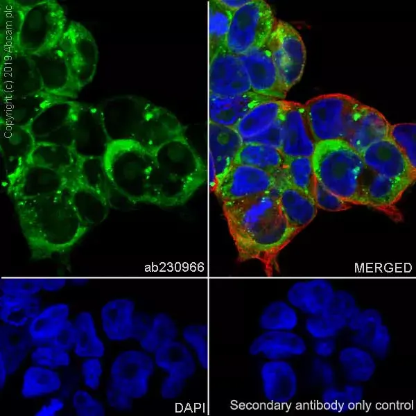 Anti-LINE-1 ORF1p antibody [EPR22227-54](AB230966)