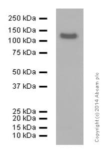 Anti-CD146 antibody [EPR3208](ab75769)