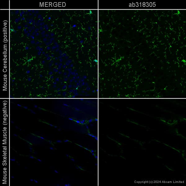 Anti-Iba1 antibody [EPR16588] – Chicken IgY (Chimeric)(AB318302)