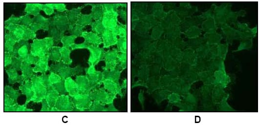 Anti-EGFR (phospho Y1068) antibody [EP774Y](AB40815)