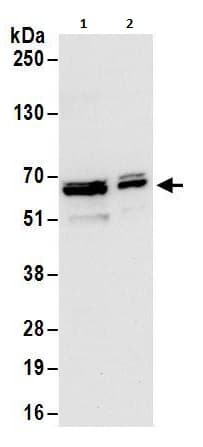 Anti-hnRNP L antibody(AB264340)