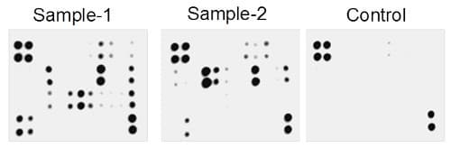 Human Inflammation Antibody Array - Membrane (20 targets)(AB169805)