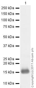 Recombinant Human/Murine/Rat BDNF protein (Active)(ab9794)