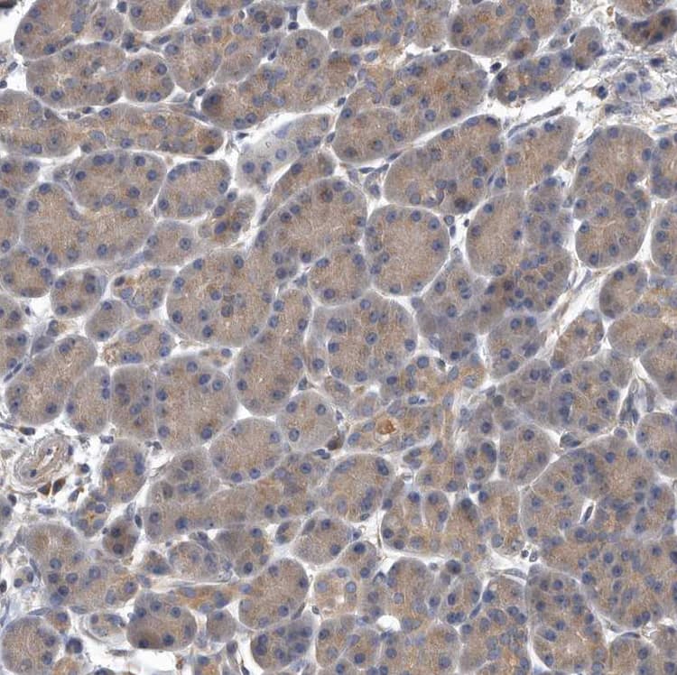 Anti-OXR1 antibody(ab251774)
