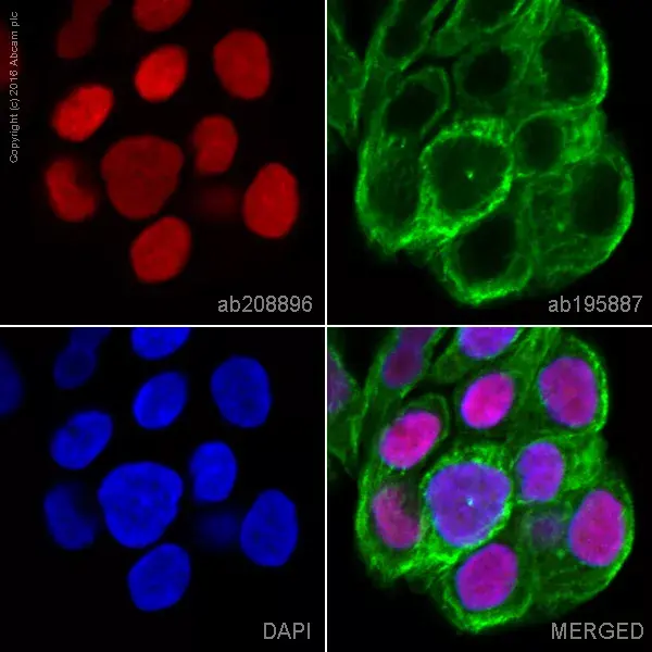 Alexa Fluor® 647 Anti-GATA3 antibody [EPR16651](AB208896)