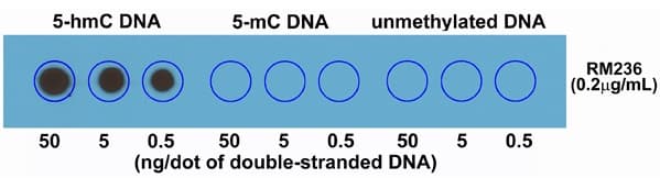 Anti-5-hydroxymethylcytosine (5-hmC) antibody [RM236](AB214728)