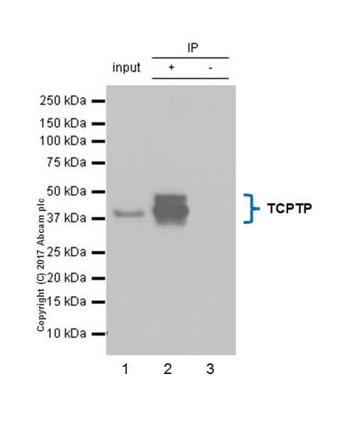 Anti-PTP1B + TCPTP antibody [EPR6712](AB129070)