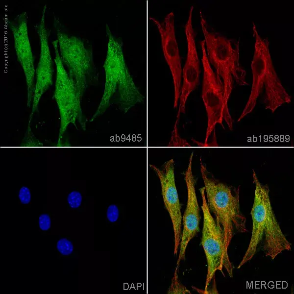 Anti-GAPDH antibody - Loading Control(AB9485)