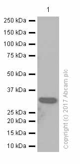 Anti-IGFBP7 antibody [EPR11912(B)](AB171085)
