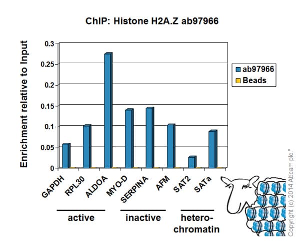 Anti-Histone H2A.Z antibody - ChIP Grade(ab97966)