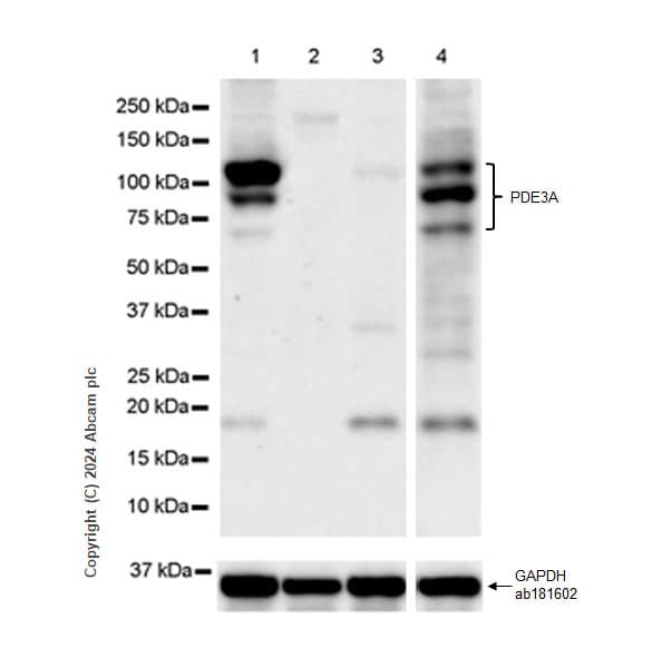 Pde3a Antibody Epr28228 6 Ab315279  Western Blot Img427398