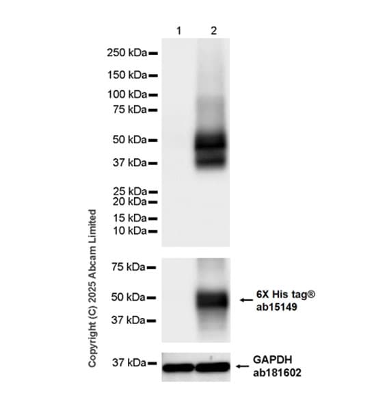 Anti-6X His tag® antibody [AD1.1.10](AB15149)