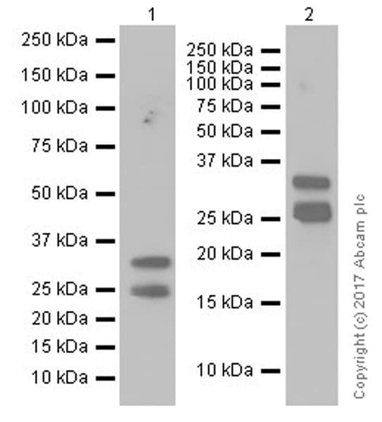 Anti-HAND2 antibody [EPR19451](AB200040)