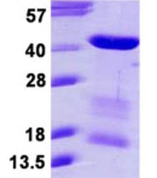 Recombinant Human MRG15 protein(AB124555)