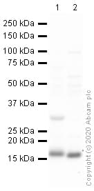 Anti-COX IV antibody - Mitochondrial Loading Control(AB16056)