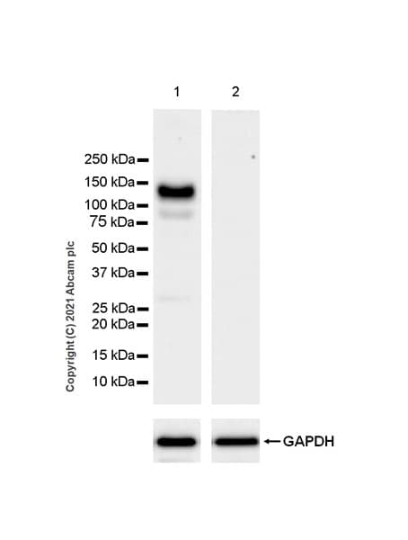 Eph Receptor A3 Antibody Epr24479 136 Bsa And Azide Free Ab281946  Western Blot Img173311