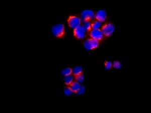 Grasp65 Antibody Epr12439 Bsa And Azide Free Ab249824  Immunocytochemistry Immunofluorescence Img20745