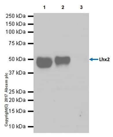 Anti-Lhx2/LH2 antibody [EPR20449] - BSA and Azide free(AB236037)