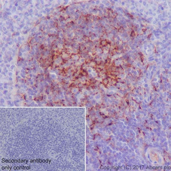Anti-Clusterin alpha chain antibody [EPR17539-95] - BSA and Azide free(AB230150)