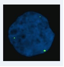 Anti-gamma H2A.X (phospho S139) antibody [3F2](AB22551)