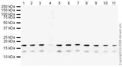Human Histone H3 (di methyl K9) peptide(AB1772)