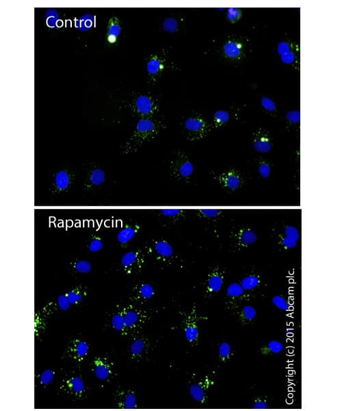 Autophagy Assay Kit(AB139484)
