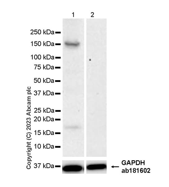 Kiaa1199 Antibody Epr27442 24 Ab308288  Western Blot Img409553