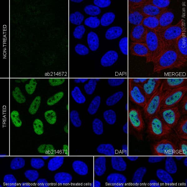 Anti-c-Fos antibody [EPR20769](AB214672)