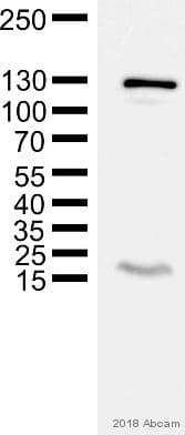 Anti-GM130 antibody [EP892Y] - cis-Golgi Marker(AB52649)