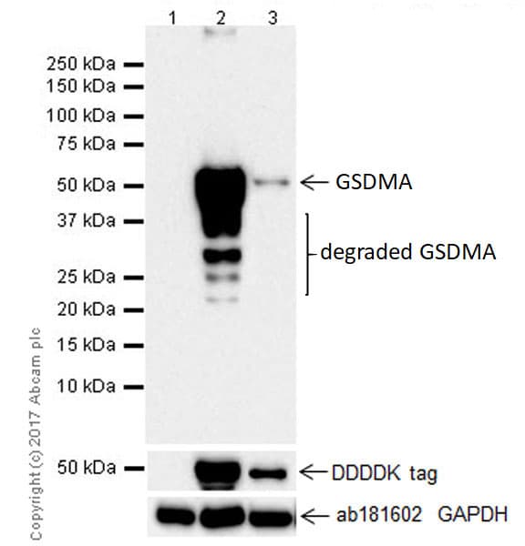 Gsdma Antibody Epr19858 17 Ab214818  Western Blot Img77184