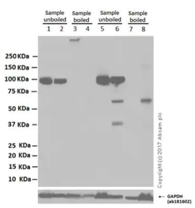 Anti-Sodium Potassium ATPase antibody [EP1845Y] - BSA and Azide free(AB167390)