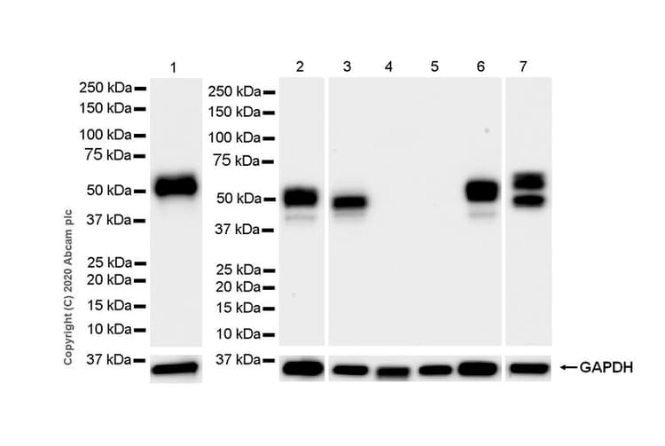 Anti-NPTX2 antibody [EPR24020-38] - BSA and Azide free(AB277533)