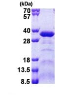 Ab168077  Sds Page Img113063