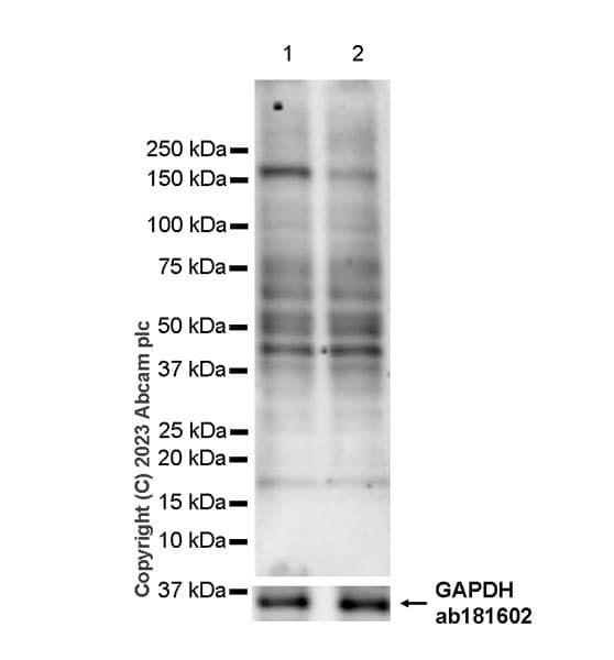 Kiaa1199 Antibody Epr27442 24 Ab308288  Western Blot Img409552