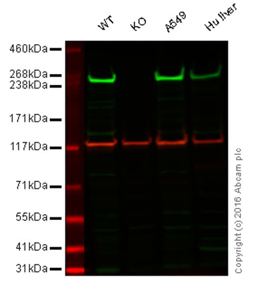 Fatty Acid Synthase Antibody Ab22759  Western Blot Img12562