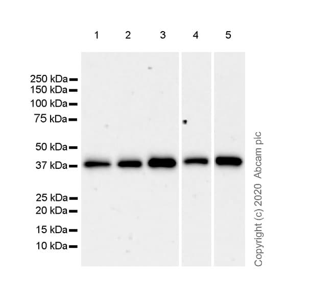 Anti-Cdk7 antibody [EPR23695-115](AB256787)