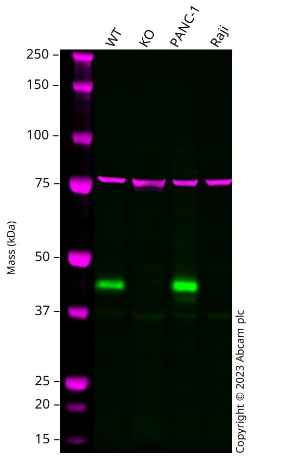 Human Tmem106b Knockout A549 Cell Line Ab273711  Western Blot Img426535