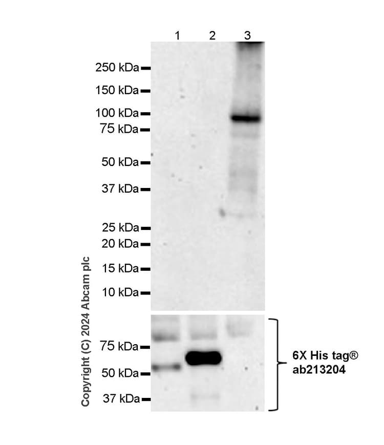 Anti-PPAR gamma antibody [RM1091](AB316981)