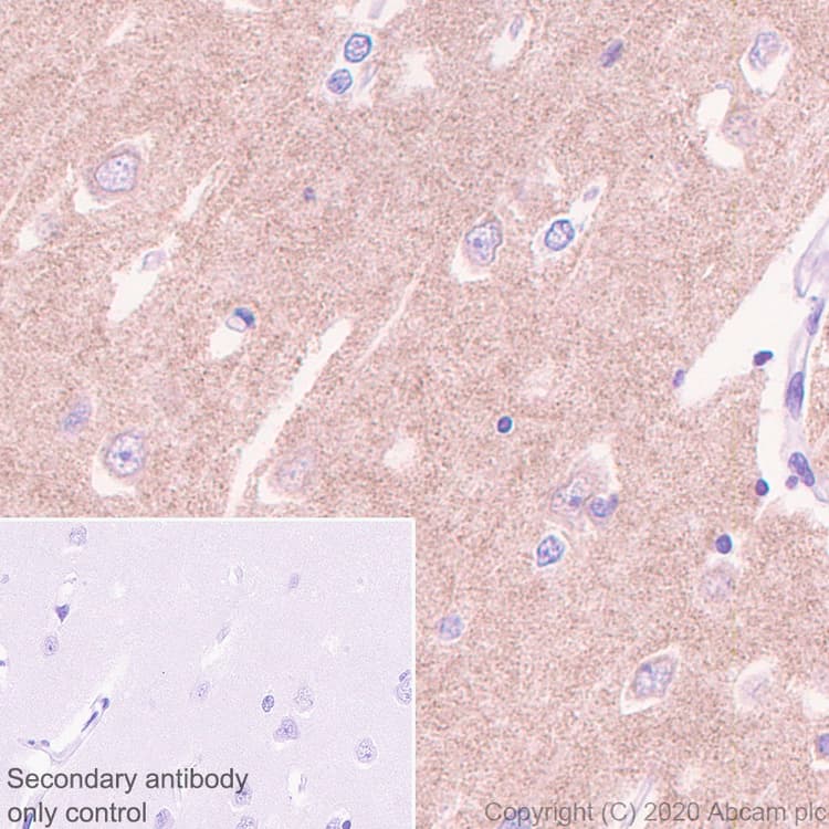 Anti-NMDAR2B antibody [EPR23460-119] - BSA and Azide free(AB275096)
