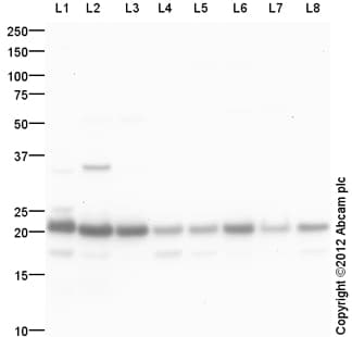 Goat Rabbit Igg H L Hrp Preadsorbed Ab97080  Western Blot Img104433