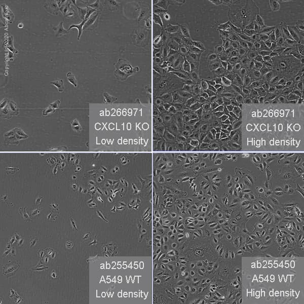 Human CXCL10 (IP10) knockout A549 cell line(ab266971)
