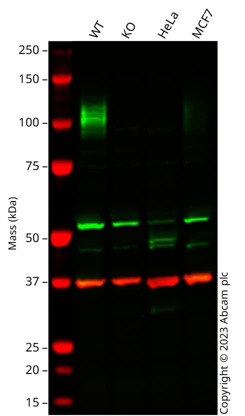 Anti-LAMP1 antibody [EPR4204] - Lysosome Marker(AB108597)